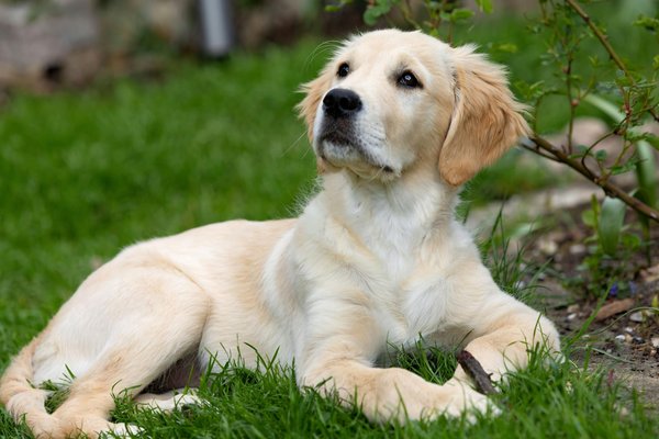 Le meilleur tapis pour garder votre chien cool cet été