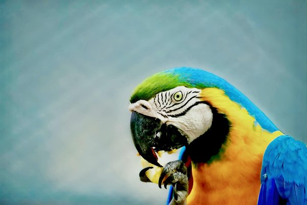 Choisir son chien : quel compagnon idéal pour vous ?