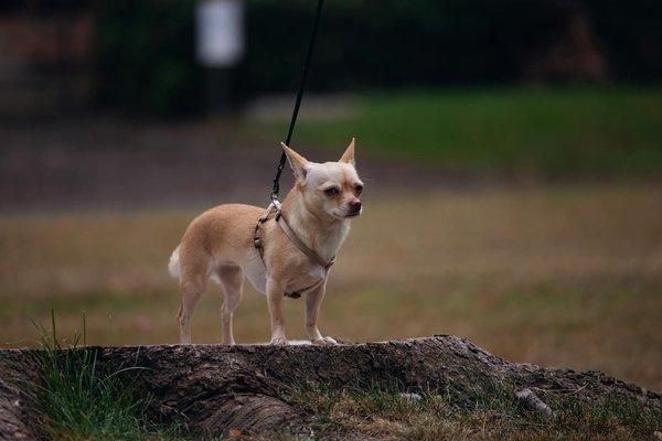 Tapis rafraîchissant pour chien : l'été en toute fraîcheur