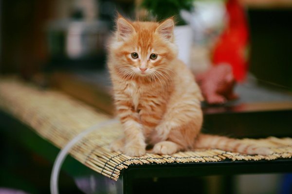 Les 10 maladies courantes du chien et leurs symptômes