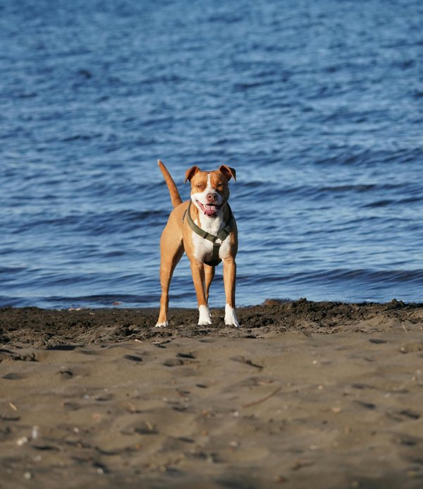 Avis sur les harnais pour american staff : guide et conseils